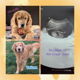 Golden Retriever puppies from Goldens of Heritage Oaks