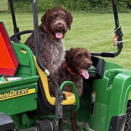 Wirehaired Pointing Griffon All Grown Up from Luther Smith