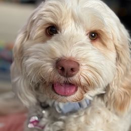 Stella - Australian Labradoodle