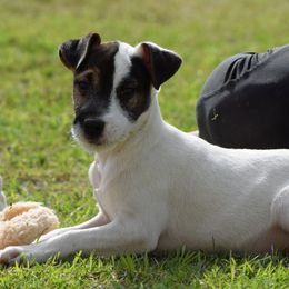 Tate - Tri-color male Jack Russell Terrier puppy in Menifee, California from Wendover Terriers