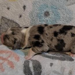 Australian Shepherd Puppies from Nicole Brinton