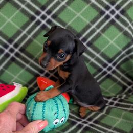 Unnamed at this time - Black and rust male Miniature Pinscher puppy in Little River, South Carolina from Cheristar