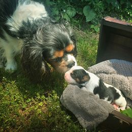 Luna - Cavalier King Charles Spaniel