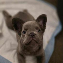 Blue fluffy girl - Blue female French Bulldog puppy in Centuria, Wisconsin from Rott'N'Frenchies
