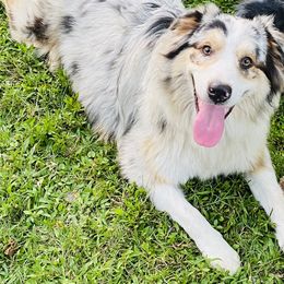 Tyty - Australian Shepherd