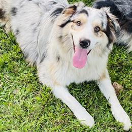 Tyty - Australian Shepherd