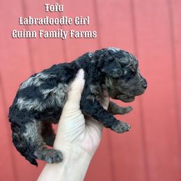 Tofu - Merle female Labradoodle puppy in Grove, Oklahoma from Guinn Family Farms