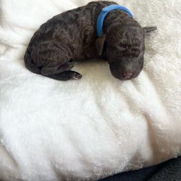 Bingo - Chocolate female Goldendoodle puppy in Taylorsville, Georgia from Sweet Southern Doodles