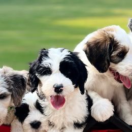 Sheepadoodles from Love Tallulah Sheepadoodles LLC