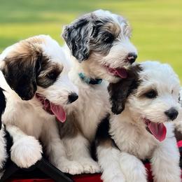 Sheepadoodles from Love Tallulah Sheepadoodles LLC