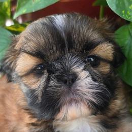 Puppy 3 - Red and white male Shih Tzu puppy in Lone Oak, Texas from PDF Kennels