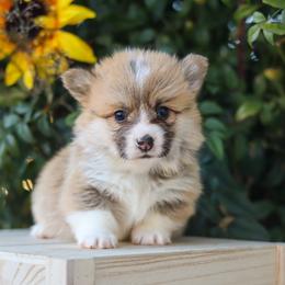 Brown collar - Red male Pembroke Welsh Corgi puppy in Caliente, California from Rafter Cross 7