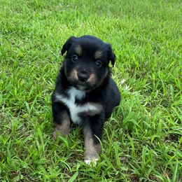 "BTM - (Spartan) Stormie X Big" Australian Shepherd and Miniature Australian Shepherd Puppies from Flying S Aussies