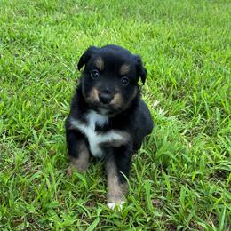 "BTM - (Spartan) Stormie X Big" Australian Shepherd and Miniature Australian Shepherd Puppies from Flying S Aussies