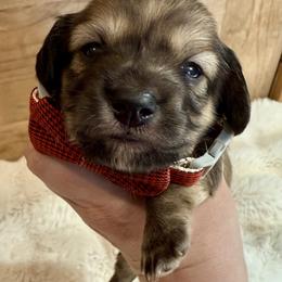 Mateo - Cream male Dachshund puppy in Bennett, North Carolina from Cherished Dachshunds