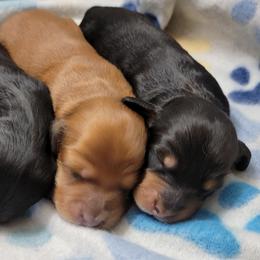 Dachshund Puppies from CLARK'S BREEDING PROGRAM