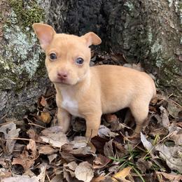 Catahoula Leopard Dog, Cocker Spaniel, Pomeranian, and Teddy Roosevelt Terrier Puppies from Rich Cat’s