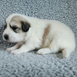 Titan - spot on side - White and badger male Great Pyrenees puppy in Monmouth, Maine from Flewelling Great Pyrenees