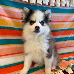 Cherish - Black and white female Pomsky puppy in Bucyrus, Missouri from Hill Top Pomskies