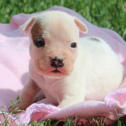 Daisy - White female American Staffordshire Terrier puppy in Guilford County, North Carolina from Explicit Kennel