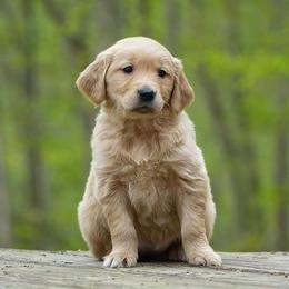Dahlia - Golden female Golden Retriever puppy in Saint Joe, Indiana from Golden Acres Farm
