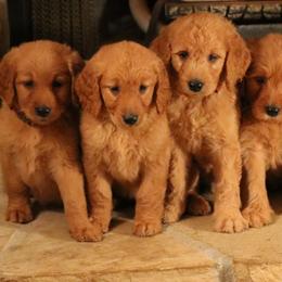 Goldendoodle Puppies from Alger Doodles