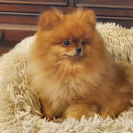 Tommy - Pomeranian