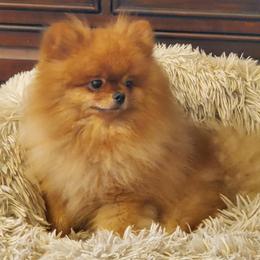 Tommy - Pomeranian