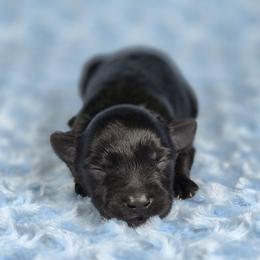 Ziggy - Black male Miniature Schnauzer puppy in Ely, Nevada from Great Basin Miniature Schnauzers