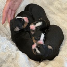 Bernese Mountain Dog Puppies from Steinhaus Dogs