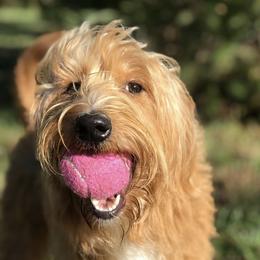 Merida - Australian Labradoodle