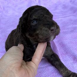 Bernedoodle Puppies from Bernedoodles of Kentucky