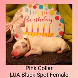 3 black girls - White and black female Dalmatian puppy in Perry, Michigan from Mid-Michigan Dalmatians