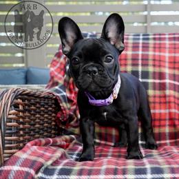 French Bulldog Puppies from A & B French Bulldogs