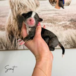 Scout - Merle male Bernedoodle puppy in Wamego, Kansas from Doodles of Oz