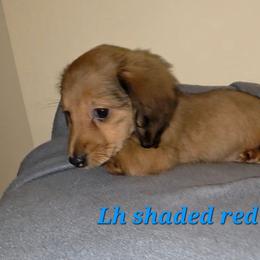 Waylon - Red male Dachshund puppy in Henderson, Tennessee from ELLIES DARLIN DOXIES