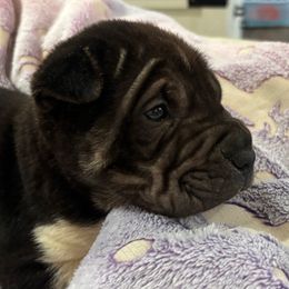 Brady - Black male Chinese Shar-Pei puppy in Florida from Beachside Kennels
