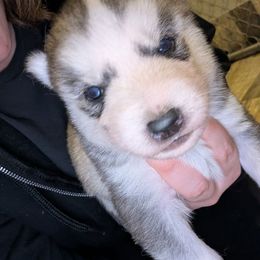 Captain - Gray and white male Siberian Husky puppy in Wisconsin from Liberty Siberians