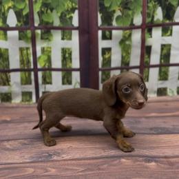 Chocolate and Tan Smooth Female - Chocolate and tan female Dachshund puppy in Killeen, Texas from Southern Dachshunds
