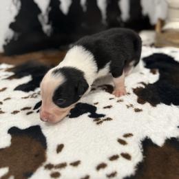 Sloan - Black and white male Border Collie puppy in Washburn, Missouri from BS Farms