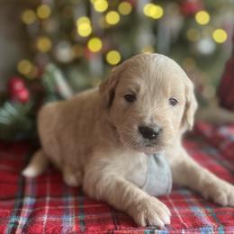 Rudolph - Cream male Goldendoodle puppy in The Woodlands, Texas from Gracie's Goldendoodles and Bernedoodles