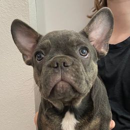 Rose - Blue female French Bulldog puppy in Blountstown, Florida from Fairytale French Bulldogs of Florida