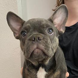 Rose - Blue female French Bulldog puppy in Blountstown, Florida from Fairytale French Bulldogs of Florida