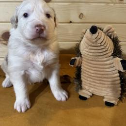 Lilly - Red merle female Australian Shepherd puppy in Fort Morgan, Colorado from 4B Ranch & Livestock, LLC