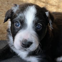 Border Collie Puppies from Roaring River Border Collies