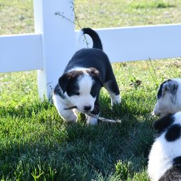 Border Collie Puppies from D8 Ranch Border Collies