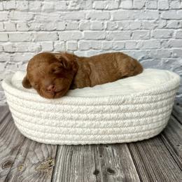 Rosie - Red  female Poodle puppy in Riverside, California from Red Toy Poodle World
