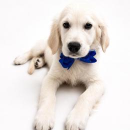 Hank - Light golden male Golden Retriever puppy in Chicago, Illinois from Urbane Retrievers