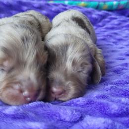Chocolate dapple - Dapple female Dachshund puppy in Ashford, Alabama from Circle City Dachshunds