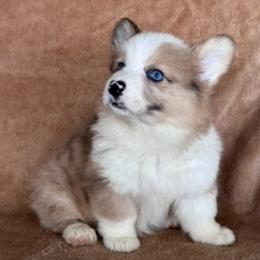 Girl 1 fawn merle - Fawn merle female American Corgi puppy in Huntington Beach, California from Gingerbread